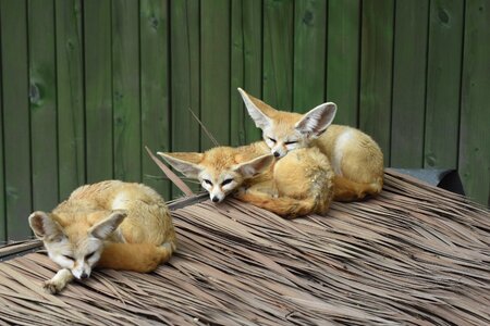 Zoo animal cute