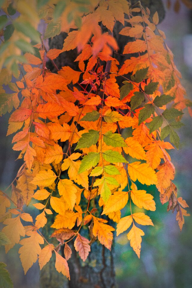 Fall color background autumn colours