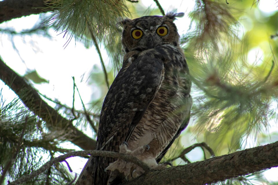 Bird animal wildlife