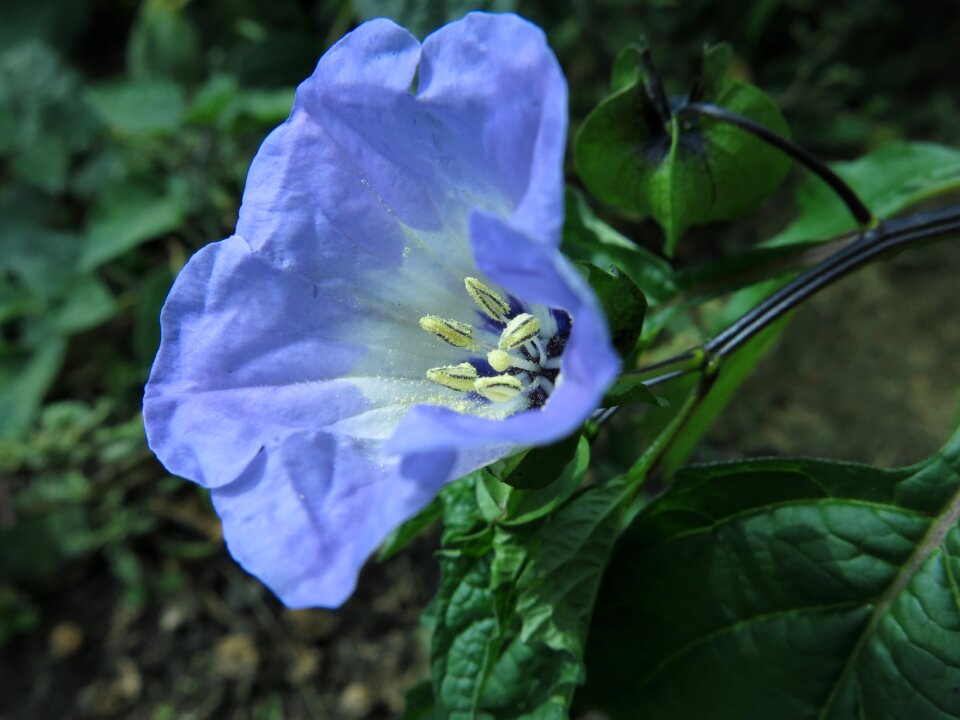 Blossom bloom blue