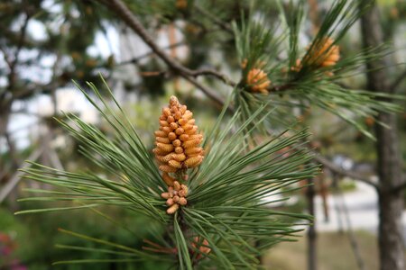 Pine nature spring