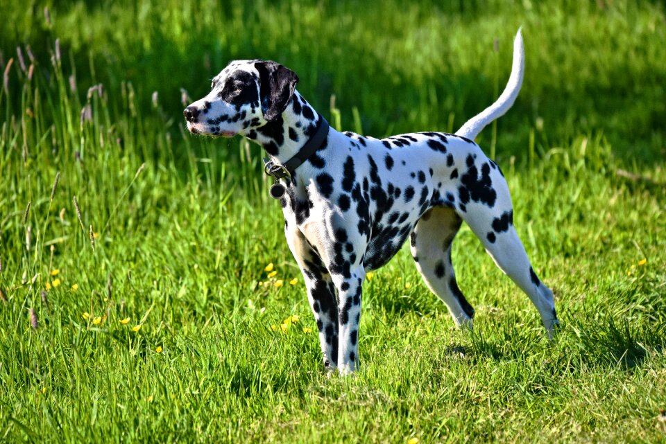 Mammal canine breed