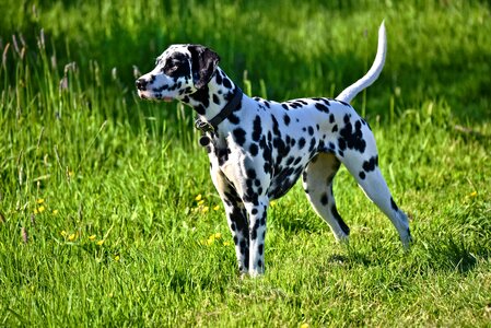 Mammal canine breed