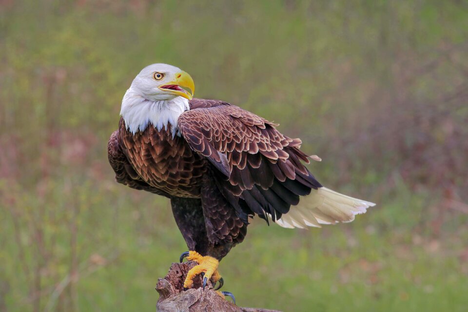 Raptor bird wildlife