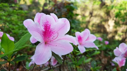 Joy du 鵑 flowers pink red