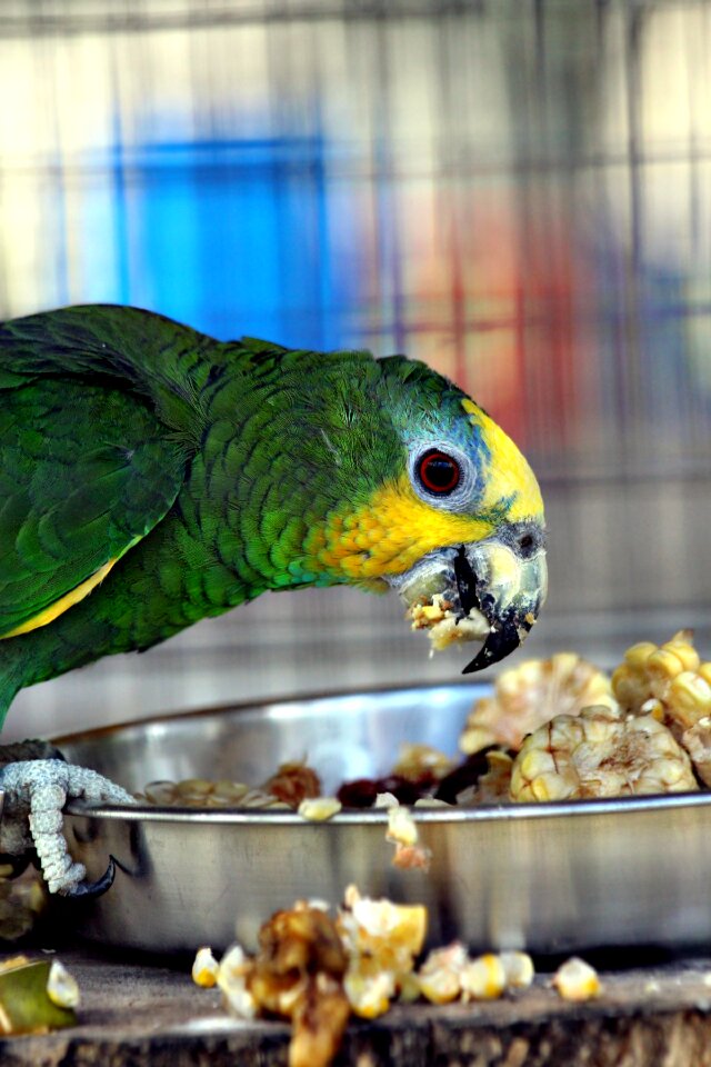 Venezuelan amazon orange-winged amazon feathered race