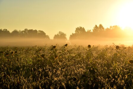 Morning mist landscape lighting photo