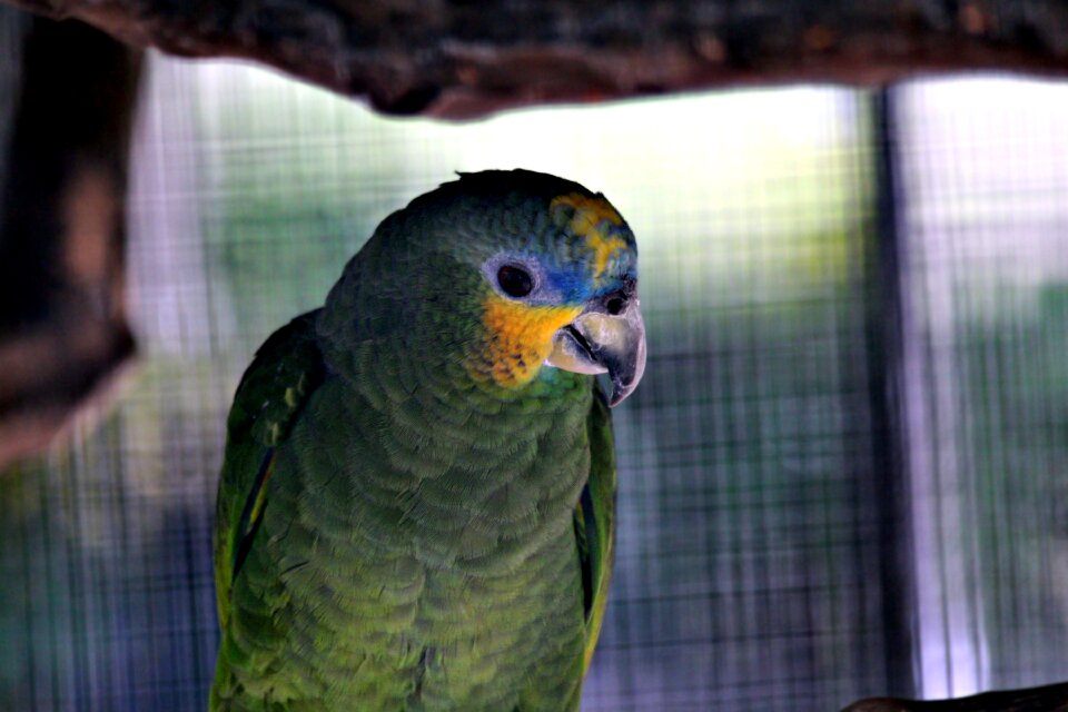Venezuelan amazon orange-winged amazon feathered race