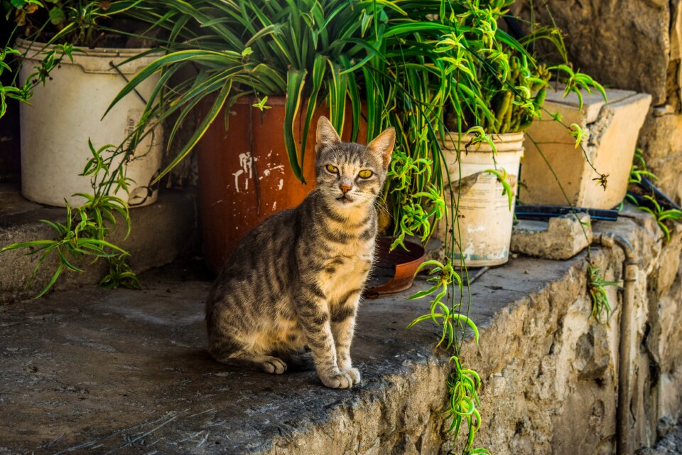 Kitten animal outdoor