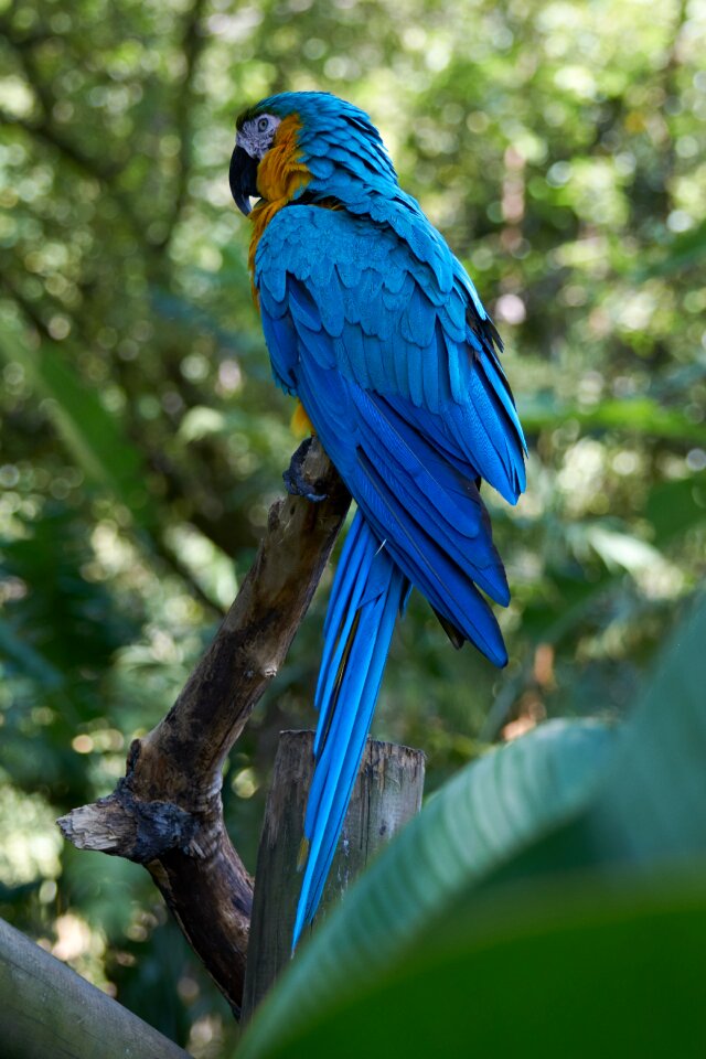 Animal plumage blue
