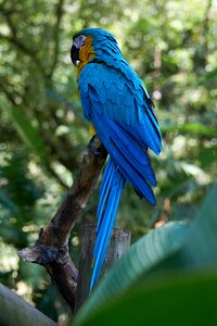 Animal plumage blue