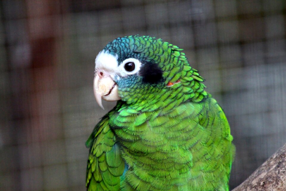 Chernouhie amazon hispaniolan amazon feathered race