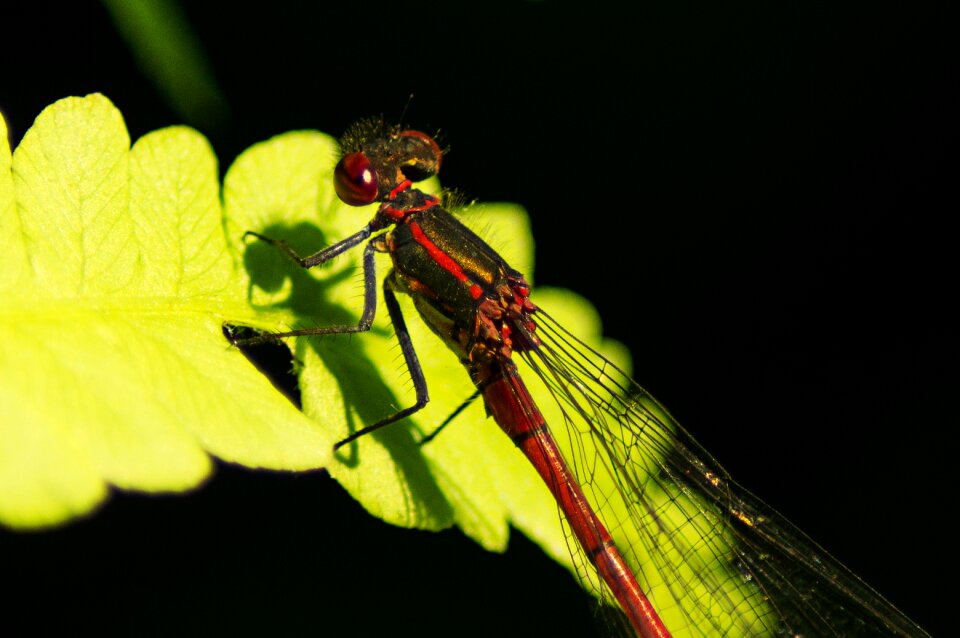 Flight insect nature multiplication