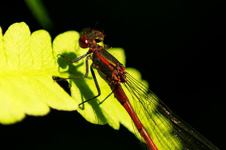 Flight insect nature multiplication