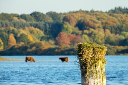 Water grass cattle