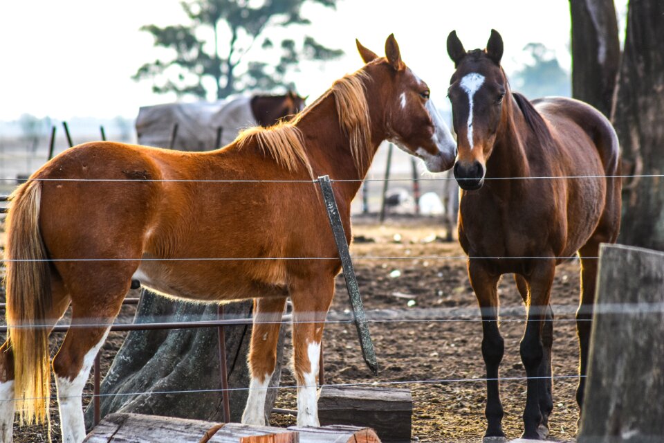 Animalia mare equine