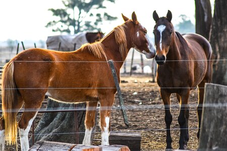 Animalia mare equine