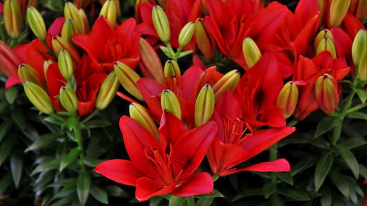 Plant daylily close up