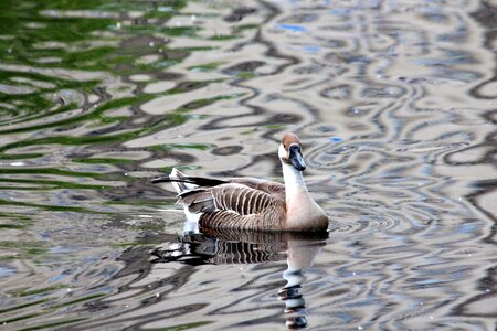 Waterfowl birds feathered race photo