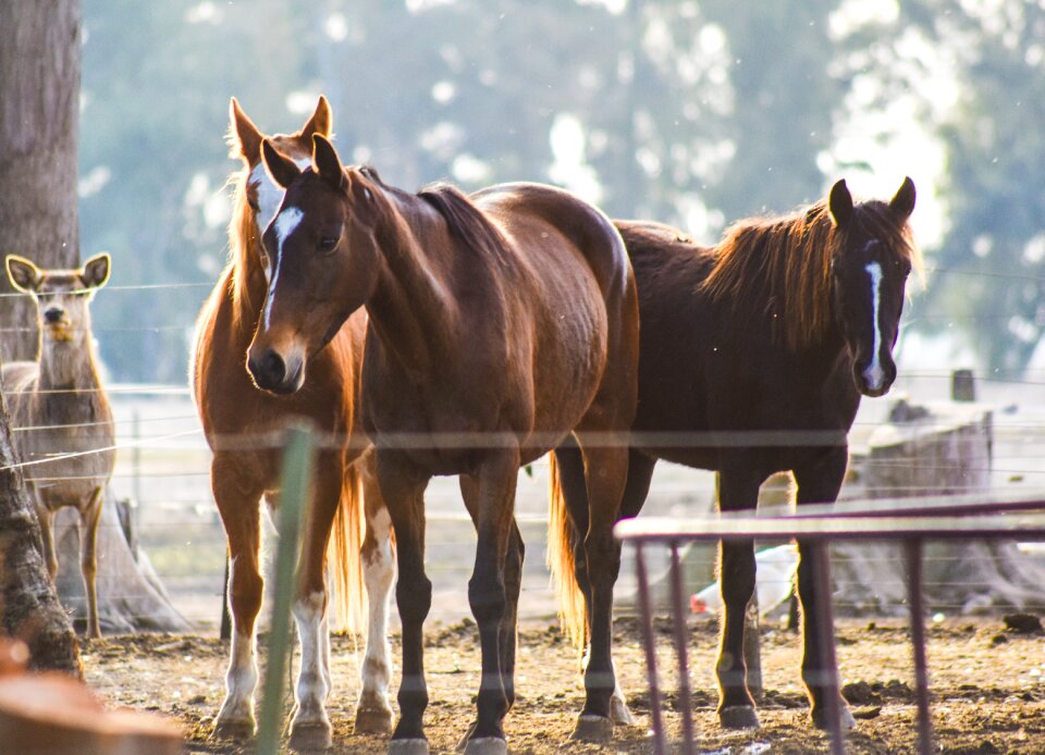 Animalia pastures cavalry