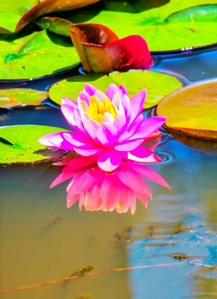 Natural flower pink lotus