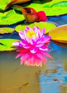 Natural flower pink lotus