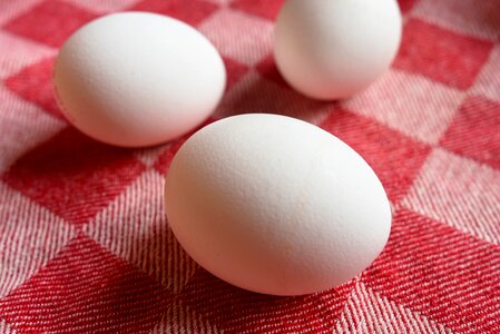 Animal protein yolk white