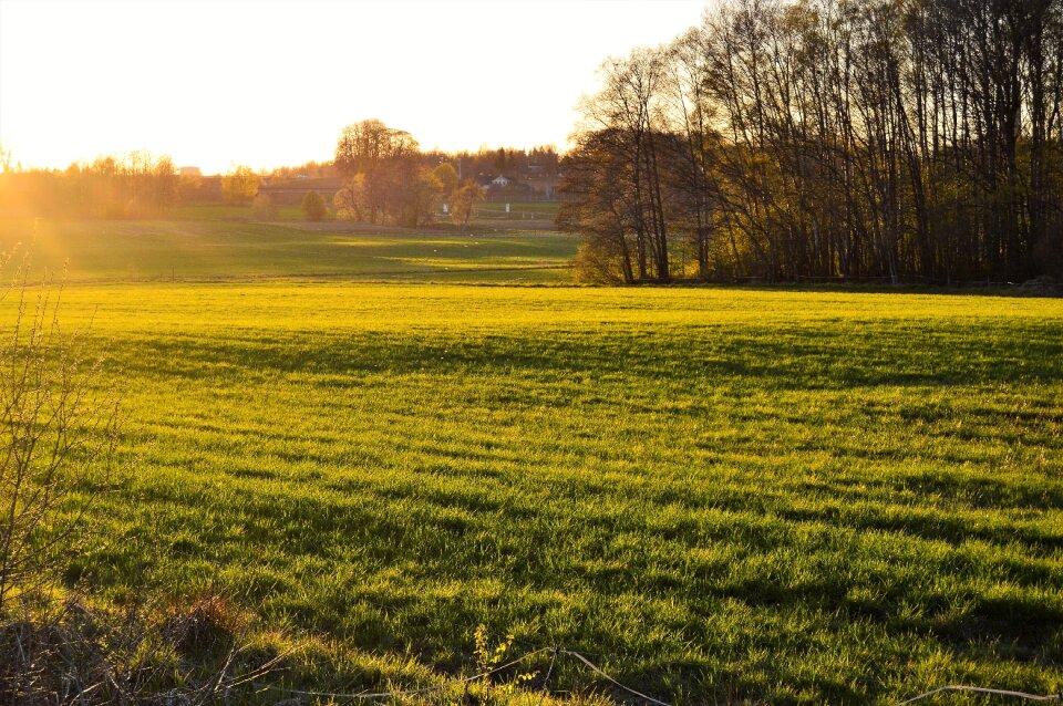 Field go grass