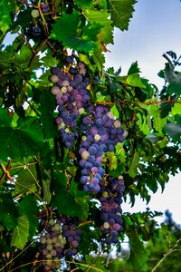 Nature healthy agriculture