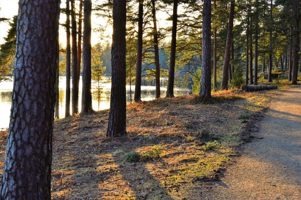 Outdoor forest water photo