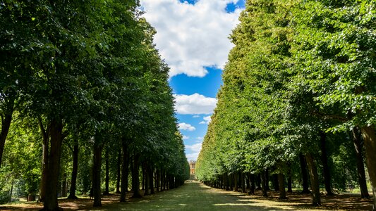 Trees tree lined avenue walk photo