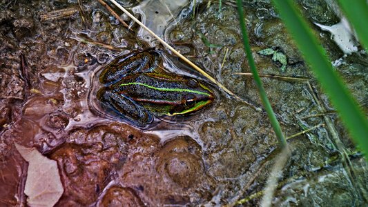 Animal water amphibian