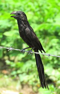 Tropical bird bird black bird photo