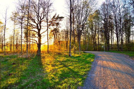 Dirt road sunset forest photo