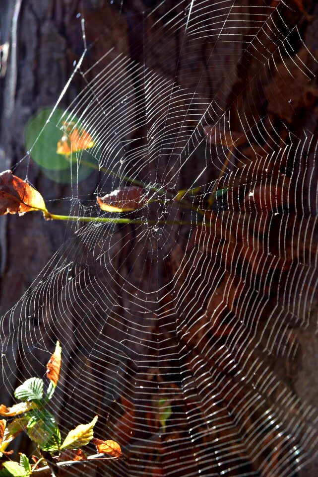 Case forest spider webs