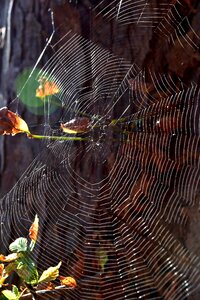 Case forest spider webs photo