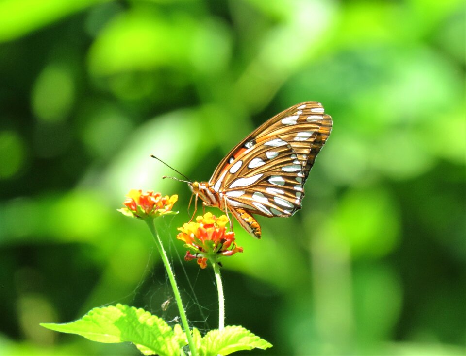 Flower tropics green butterfly
