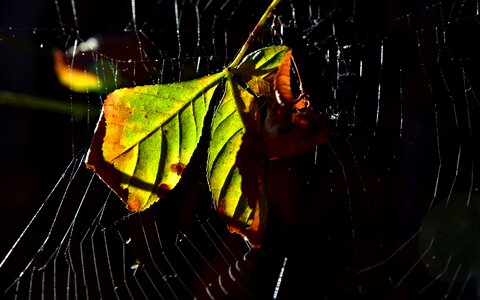 Close up autumn green photo