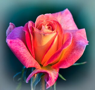 Rose bloom beauty beautiful