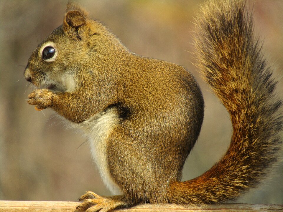 Nature wildlife cute
