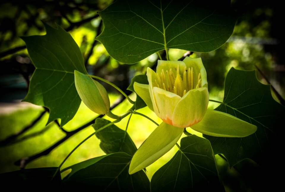 Blossom flower spring