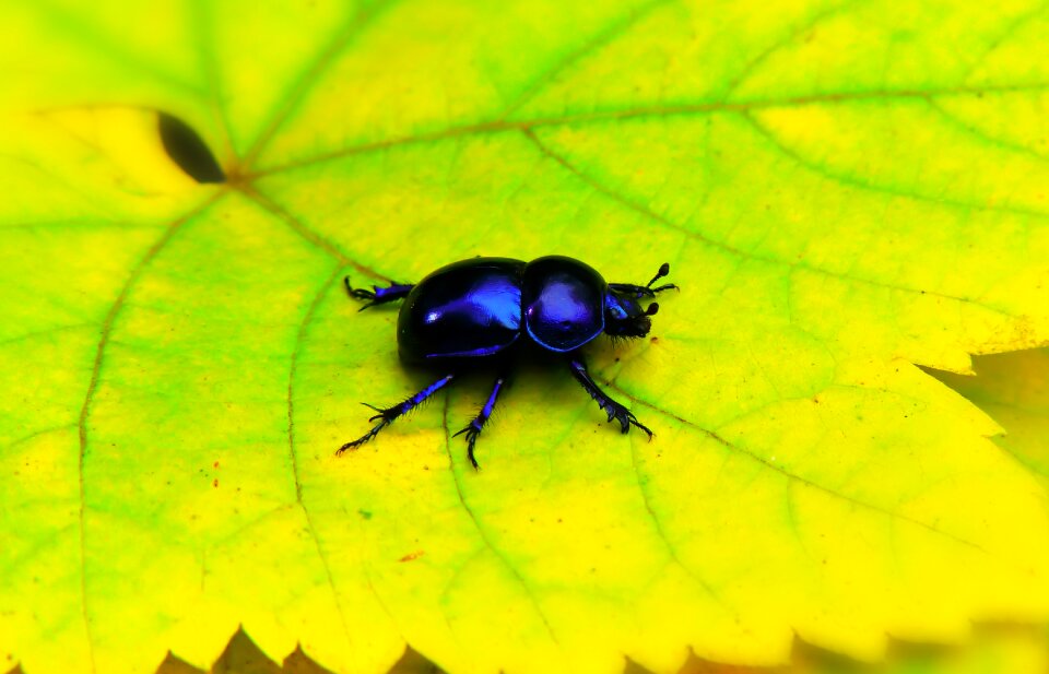 Antennae color beautiful