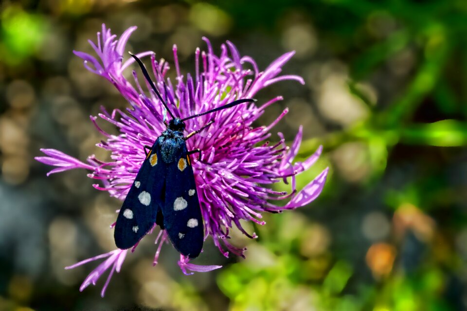 Nine-spotted moth thistle flower wing