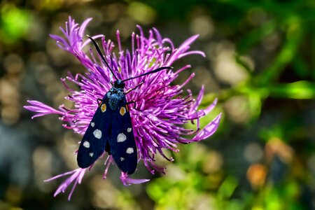 Nine-spotted moth thistle flower wing photo