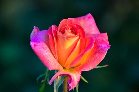 Rose bloom beauty beautiful