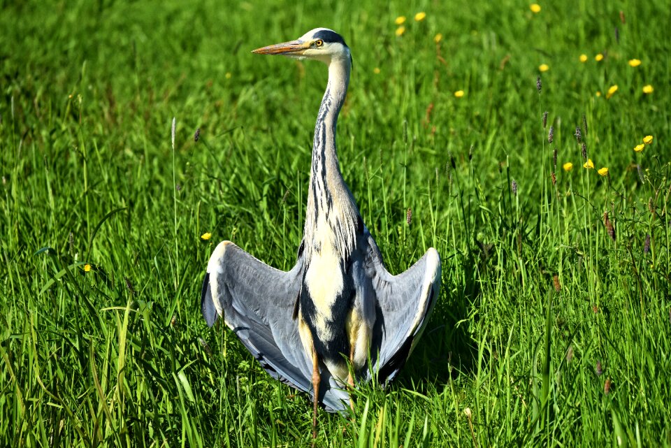 Bird predator bird of prey