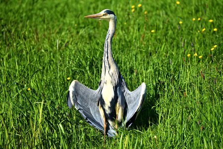 Bird predator bird of prey photo