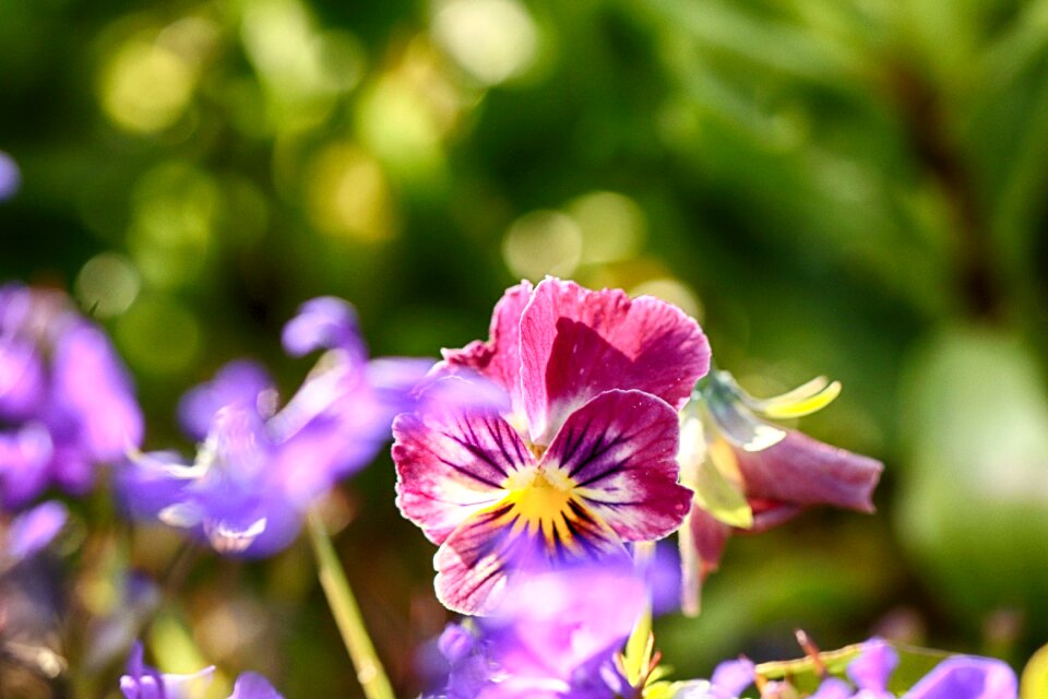 Blossom plant bloom photo