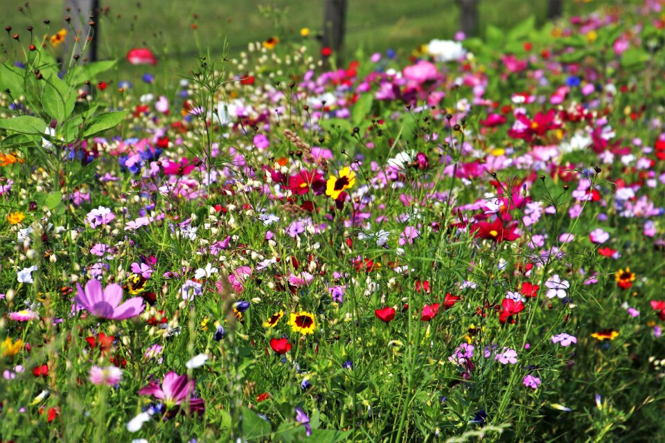 Floral colored summer