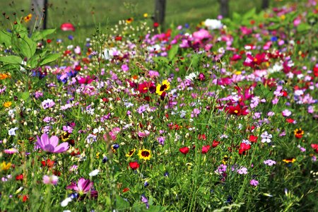 Floral colored summer